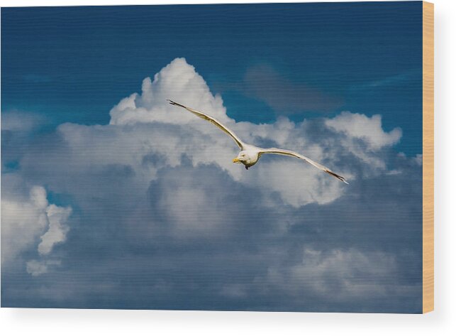 Seagull Wood Print featuring the photograph Seagull High Over the Clouds by Andreas Berthold