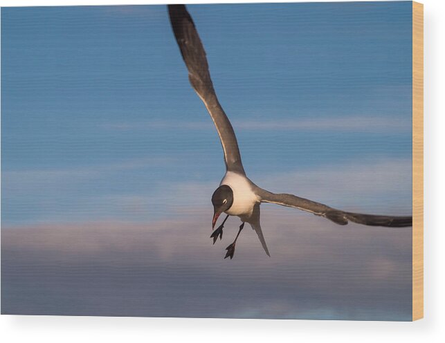 Seagull Wood Print featuring the photograph Seagull in Flight by Willard Killough III