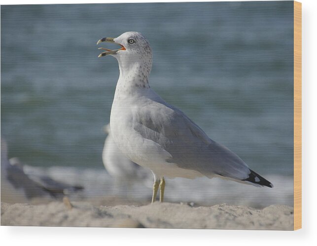 Seagull Wood Print featuring the photograph Seagull on Lake Erie Beach by Valerie Collins