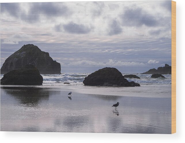 Beach Wood Print featuring the photograph Seagull Reflections by Steven Clark