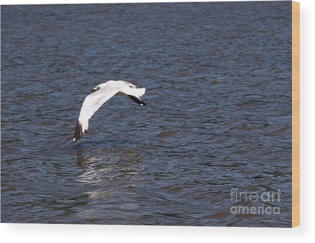 Seagull Wood Print featuring the photograph Seagull by Yumi Johnson