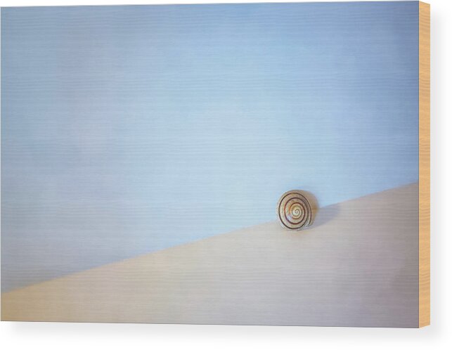 Seashell Wood Print featuring the photograph Seashell by the Seashore by Scott Norris