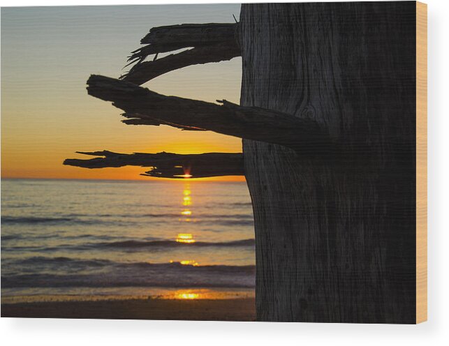 Branch Wood Print featuring the photograph Seaside Tree Branch Sunset by Pelo Blanco Photo