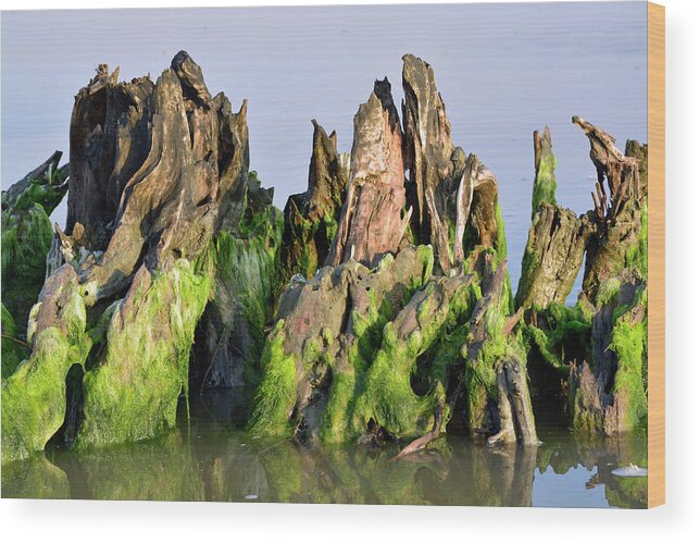 Jekyll Island Wood Print featuring the photograph Seaweed-Covered Beach Stump by Bruce Gourley