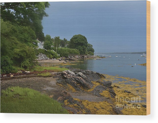 Bustins Wood Print featuring the photograph Seaweed Covered Rocks on the Coast of Bustin's Island by DejaVu Designs