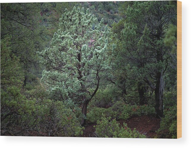 Lone Tree Wood Print featuring the photograph Sedona Tree #1 by David Chasey