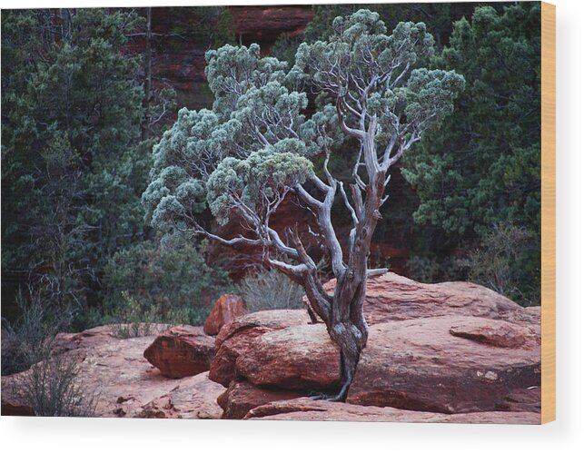 Tree Wood Print featuring the photograph Sedona Tree #3 by David Chasey