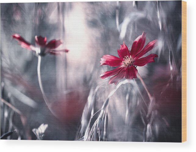 Macro Wood Print featuring the photograph Seduction Games by Fabien Bravin