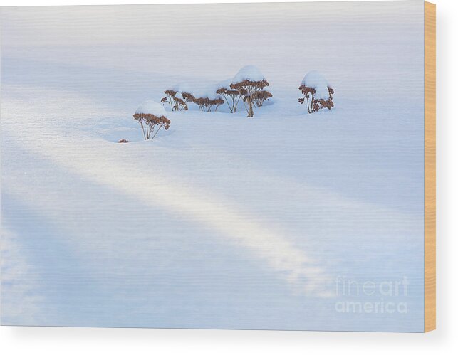 Sedum Wood Print featuring the photograph Sedum Sprouts in Winter-8210 by Steve Somerville