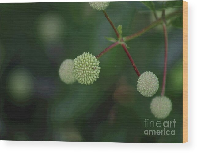 Nature Wood Print featuring the digital art Seed Ball by Jack Ader