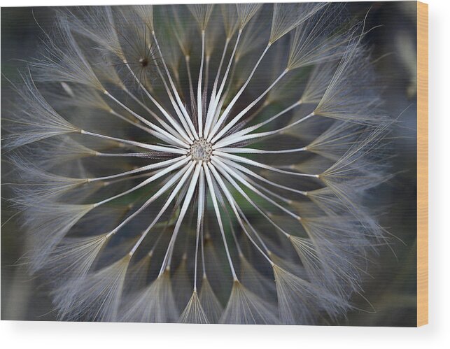 Seed Head Wood Print featuring the photograph Seeds of Wonder by Vanessa Thomas