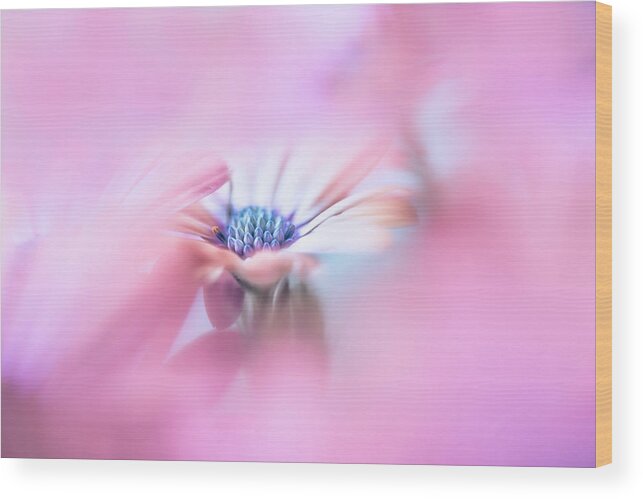 Flower Wood Print featuring the photograph Selective focus of a Daisy. by Usha Peddamatham