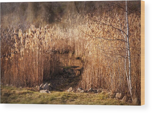 Landscape Wood Print featuring the photograph Sepia of Late Fall by Lilia S