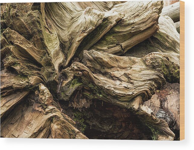 Sequoia Wood Print featuring the photograph Sequoia Abstract, No. 1 by Belinda Greb