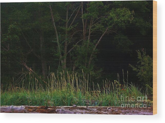 Seahurst State Park Wood Print featuring the photograph Serene Morning by Craig Wood