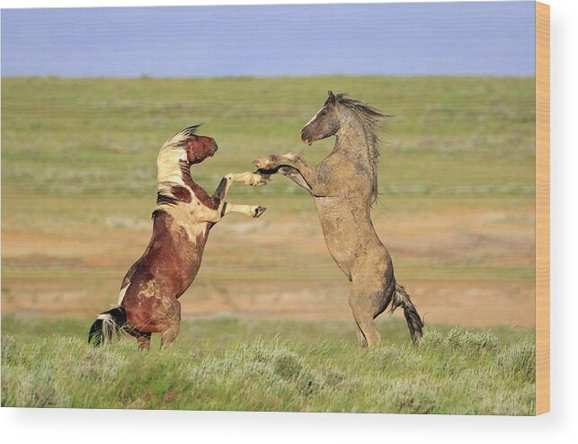 Wild Horses Wood Print featuring the photograph Settling Their Differences by Jack Bell