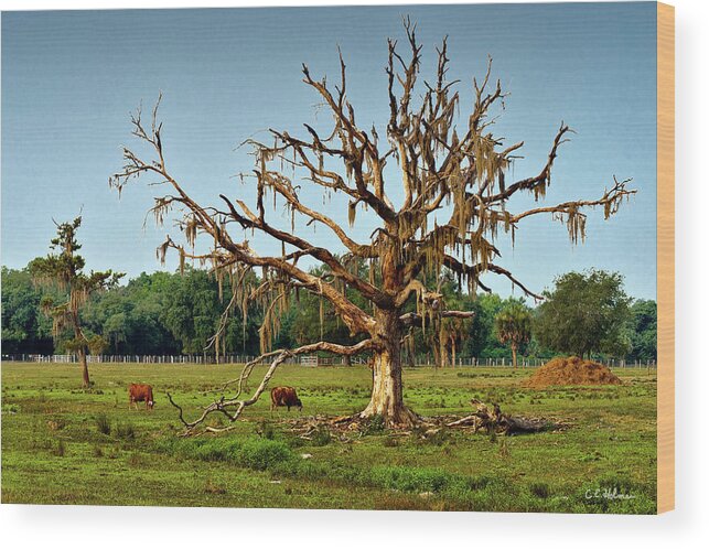 Tree Wood Print featuring the photograph Shade Free by Christopher Holmes