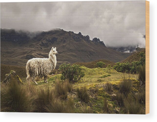 Alpaca Wood Print featuring the photograph Shaggy Llama by Maria Coulson