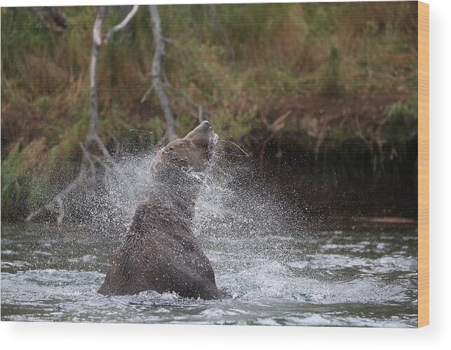 Sam Amato Wood Print featuring the photograph Shaking Brown Bear by Sam Amato