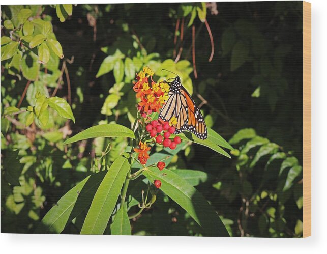 Monarch Wood Print featuring the photograph She Danced by Michiale Schneider