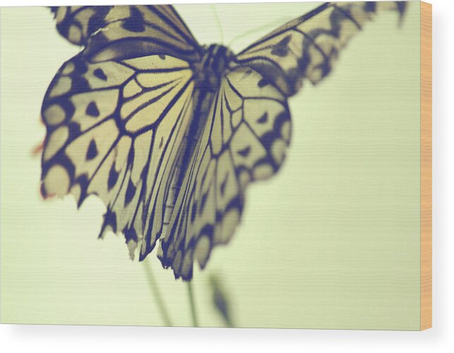 Butterflies Wood Print featuring the photograph She Lights The Way by The Art Of Marilyn Ridoutt-Greene