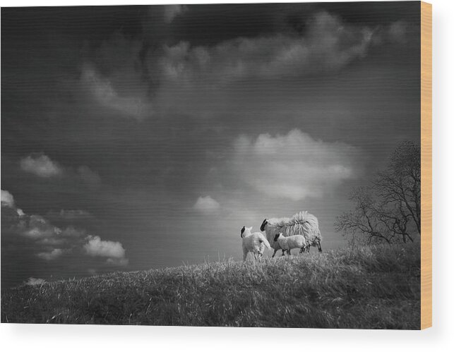 Sheep Wood Print featuring the photograph Sheep Clouds by Dorit Fuhg