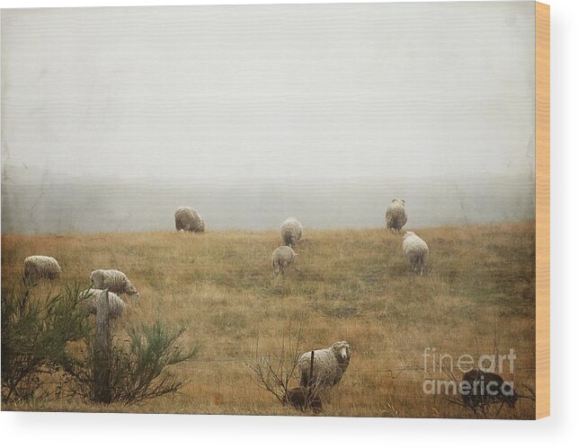 Landscape Wood Print featuring the photograph Sheep On A Foggy Morning by Sylvia Cook