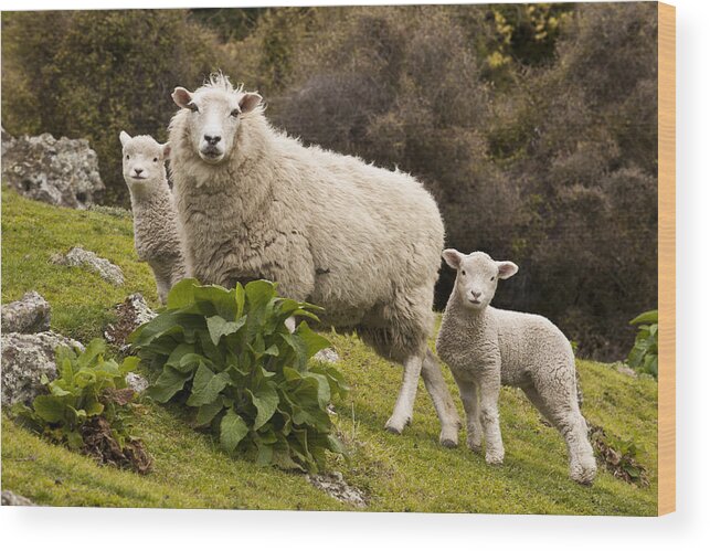 00479625 Wood Print featuring the photograph Sheep With Twin Lambs Stony Bay by Colin Monteath