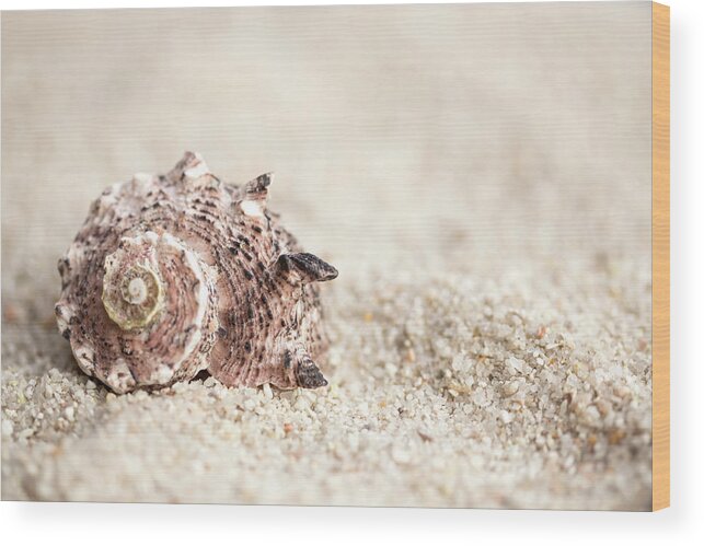 Shell Wood Print featuring the photograph Shell And Sand by MindGourmet