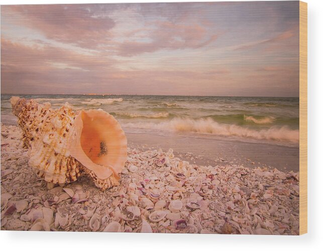 Shells Wood Print featuring the photograph Shell Paradise by George Kenhan