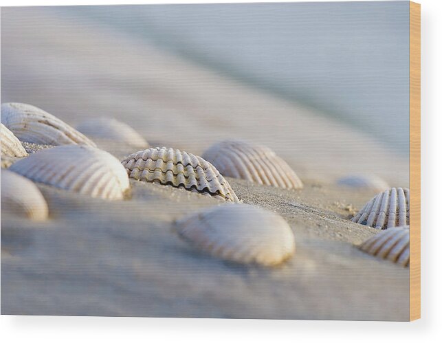Art Wood Print featuring the photograph Shells by Peter Tellone