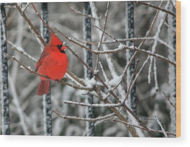 Red Wood Print featuring the photograph Shhhhh Be Still 1 by Diane Lindon Coy