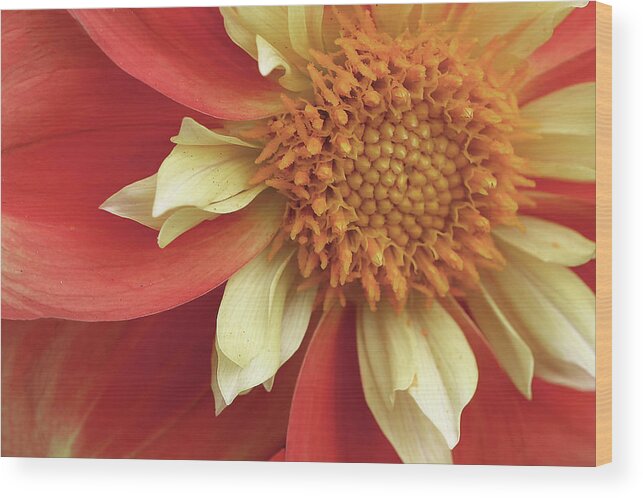 Dahlia Wood Print featuring the photograph Shift in Perception by Vanessa Thomas