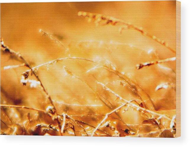 Grass Wood Print featuring the photograph Shimmer by Julie Lueders 