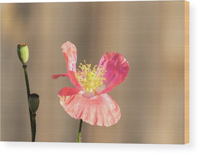 Shirley Poppy Wood Print featuring the photograph Shirley Poppy 2018-14 by Thomas Young
