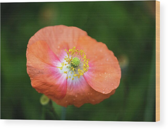 Shirley Poppy Wood Print featuring the photograph Shirley Poppy 2018-4 by Thomas Young