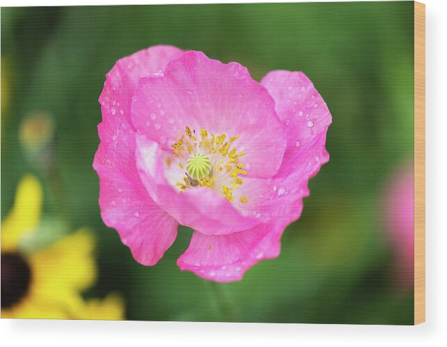 Shirley Poppy Wood Print featuring the photograph Shirley Poppy 2018-7 by Thomas Young