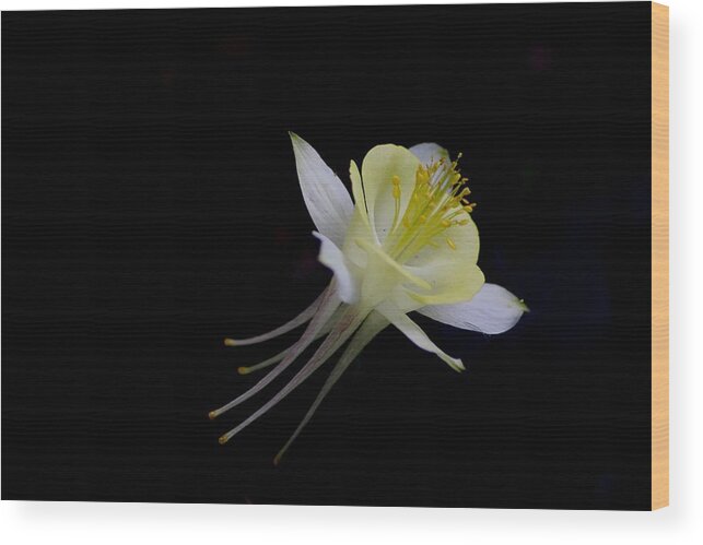 Columbine Wood Print featuring the photograph Shooting Star by Living Color Photography Lorraine Lynch