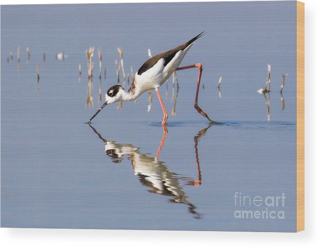 Bird Wood Print featuring the photograph Shorebird by Mimi Ditchie