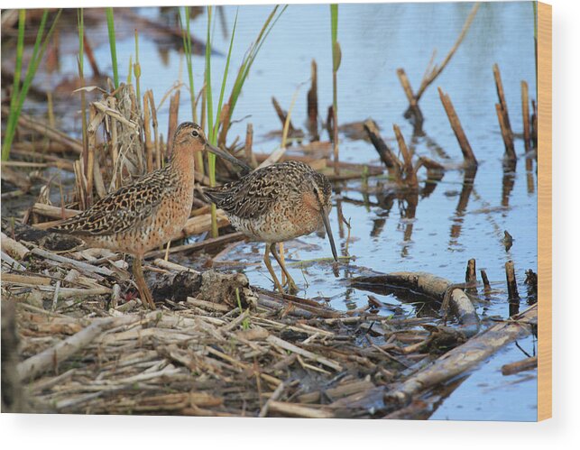 Gary Hall Wood Print featuring the photograph Short-billed Dowitchers by Gary Hall