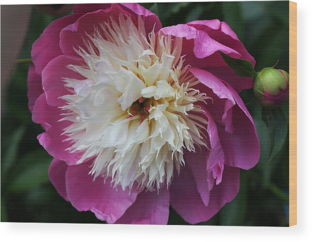 Peony Wood Print featuring the photograph Show Girl Peony by Tammy Pool