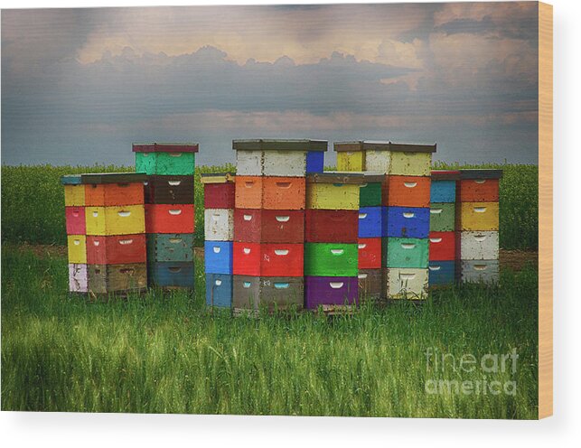 Bee Wood Print featuring the photograph Show Me The Honey by Bob Christopher