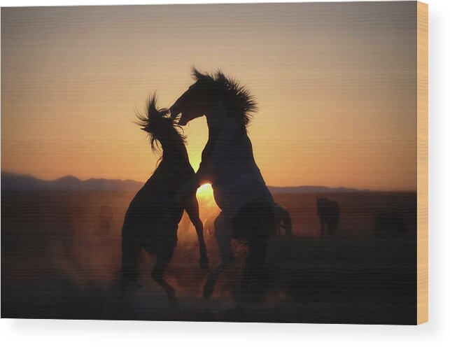 Wild Horses Mustangs Equine Sunset Wildlife Western Heritage Wood Print featuring the photograph Showdown Sunset by Dirk Johnson