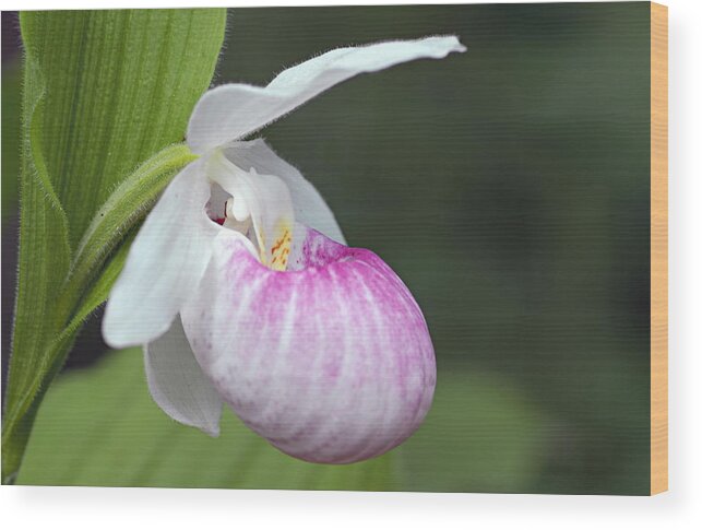 Showy Ladyslipper Wood Print featuring the photograph Showy Ladyslipper by Larry Ricker