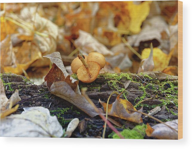 Mushrooms Wood Print featuring the photograph 'Shrooms by Peter Ponzio