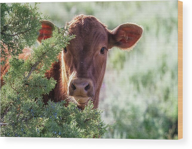 Calf Wood Print featuring the photograph Shy Calf by Belinda Greb