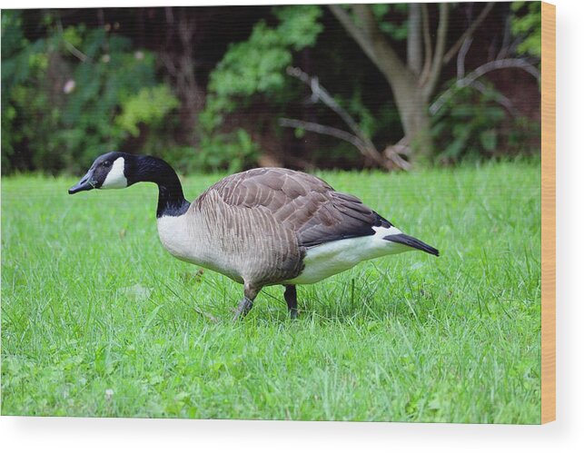 Canadian Geese Wood Print featuring the photograph Shy Goose by M E