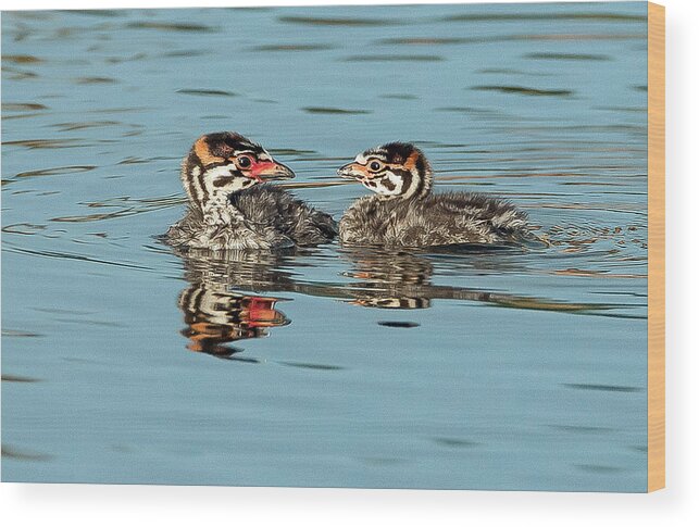 Pied-billed Grebes Wood Print featuring the photograph Siblings by Tam Ryan