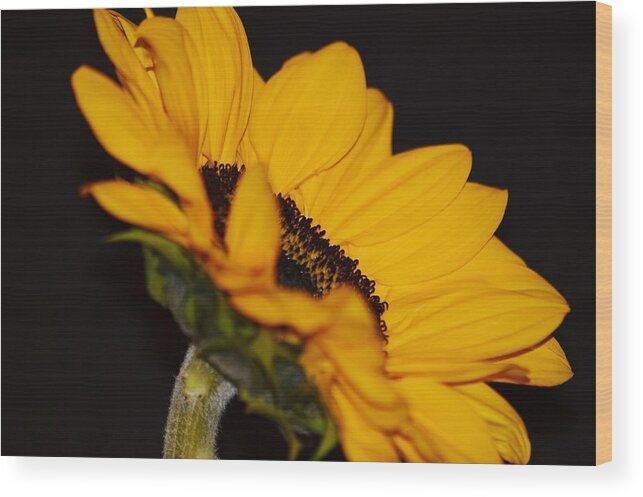 Side Of Sunflower Wood Print featuring the photograph Side of Sunflower by Warren Thompson