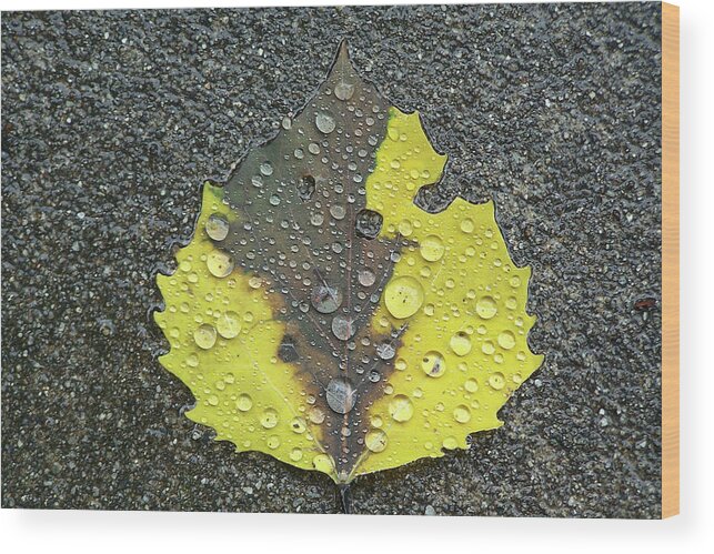Leaf Wood Print featuring the photograph Sidewalk Leaf by Jerry Griffin